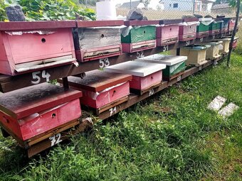 Vyzimovaná včelstva, vyzimované oddělky, langstroth 2/3 - 2