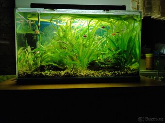 Akvarium 74x33x40  98L - 2