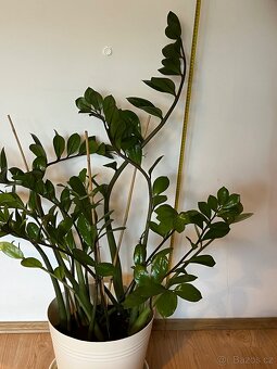 🌿 Zamioculcas – krásná pokojová rostlina s 19 výhony 🌿 - 2
