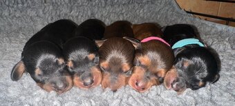 Jezevčík dlouhosrstý trpasličí/králičí s PP - 2