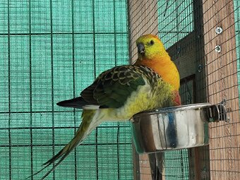 Papoušek zpěvavý - 2