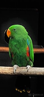 Eklektus různobarevný 1,0 - 2