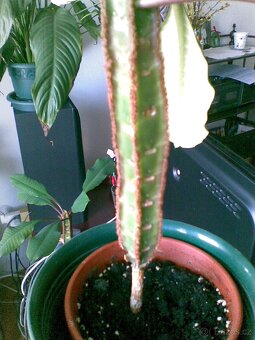 PRYŠEC +TCHYNIN JAZYK - 2