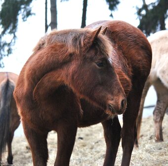 AQH hřebeček 2025 - 2