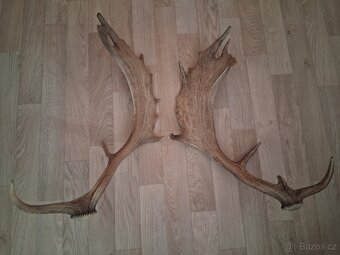 Shozené parohy - Daněk skvrnitý - 2