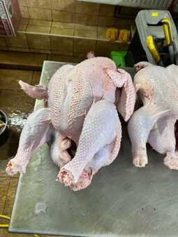 Prodám brojlerová kuřata - 2