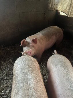 prodám prasata - domácí chov - 2