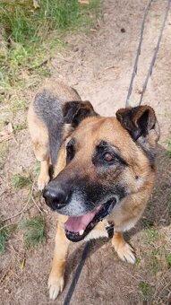 ROXY K ADOPCI - vděčná, nenáročná seniorka - 2