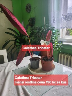 Calathea Triostar - 2