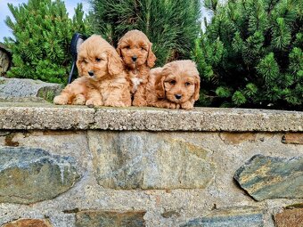 cavapoo - 2