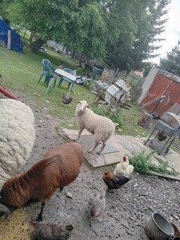 Prodám dvě jehňata ovce - 2