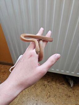Prodám užovku domácí - 2