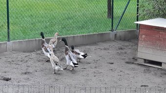 Indický běžec kachny - Sušice.  Okres Klatovy 🦆🦆🦆🦆🦆🦆 - 2
