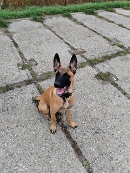 Belgický ovčák malinois - 2