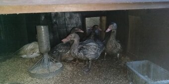 Kachna pižmová - 2