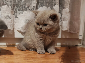 Britská krátkosrstá koťátka s PP - 2