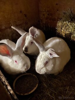 Kalifornský králík - 2