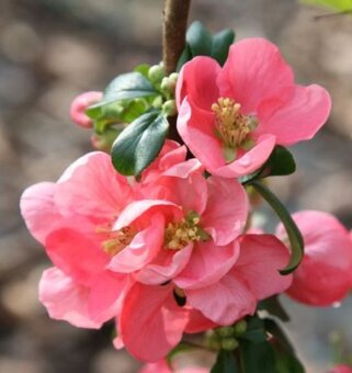 PINK LADY -- Texas Scarlet - Kdoulovec - 2