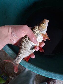 Ryby, rybky, rybičky - 2