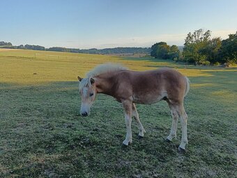 Prodám hřebečka Haflinga - 2