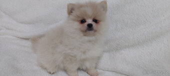 Německý špic Pomerian - 2