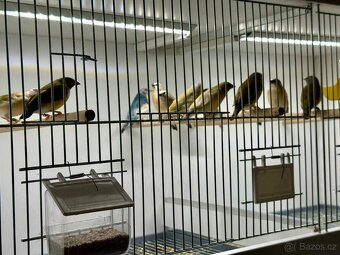 Prodám Amadina Gouldové - 2