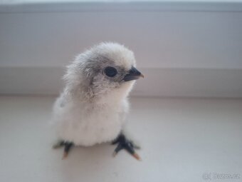 Hedvábnička- kuřata, NV - 2