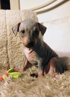 Americký bezsrstý teriér - 2