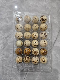 Domácí vajíčka slepičí i křepelčí - 2