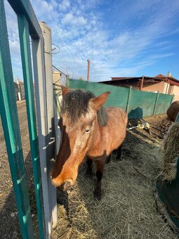 Poníci na prodej - 2