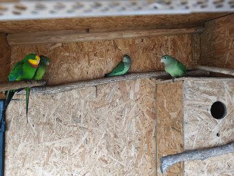 Prodám Papoušek Nádherný 2025 - 2