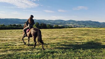 Skvělá klisna ČTxfríský kůň - 2
