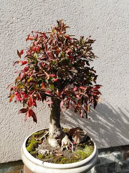 bonsai - 2