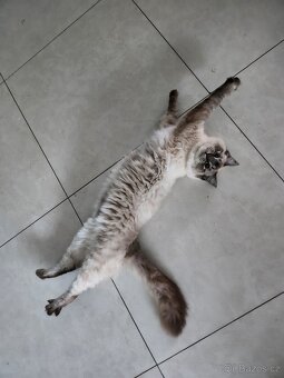 Hledá se kocourek ragdoll ke krytí - 2