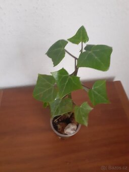 Senecio makroglosus - 2