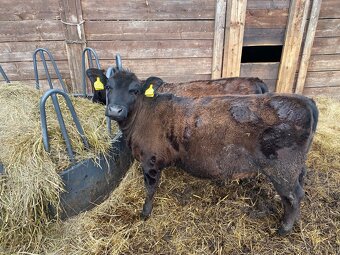 Prodám 2ks jalovičky Aberdeen Angus 100% - 2