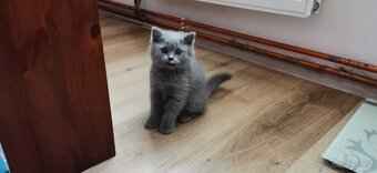 Britská koťata, 3 holky a jeden kocourek k odběru - 2