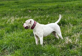 Americký Bulldog - 2