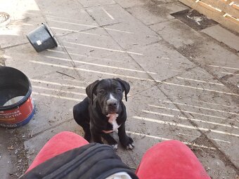 Štěňata cane corso - 2