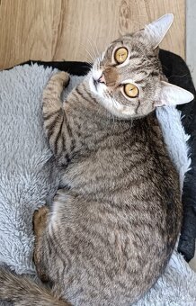 LUNA - kastrovaná kočička 9 měsíců - 2