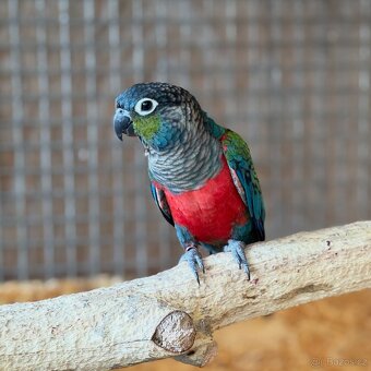 Pár Pyrur Červenobřichých - 2