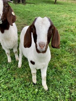 prodám burské kozičky - 2