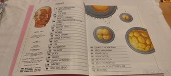 Lidské tělo - kniha pro mládež o fungování lidského těla - 2