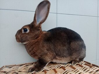 PRODÁM MLADÉ KRÁLÍKY - 2