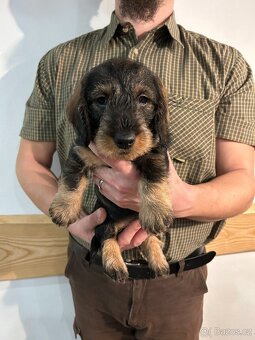 Jezevčík standard drsnosrstý s PP - 2