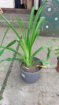 Nabízím odkopy trvalek - 2