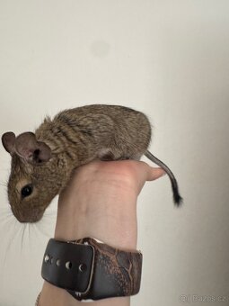 Osmák Degu - 2