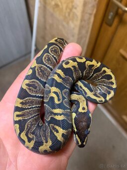 Krajta královská - 2