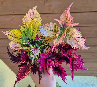 Africké okrasné kopřivy COLEUS SEMENA - 2