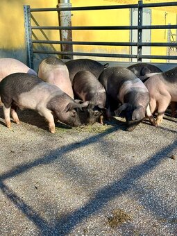 BIO přeštická selata a prasata  z EKOFARMY - 2